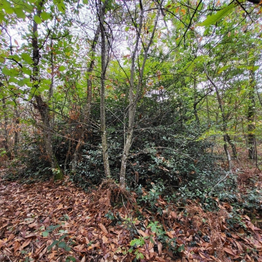  NL IMMOBILIER - UN VIAGER : Ground | CRANS (01320) | 0 m2 | 34 000 € 