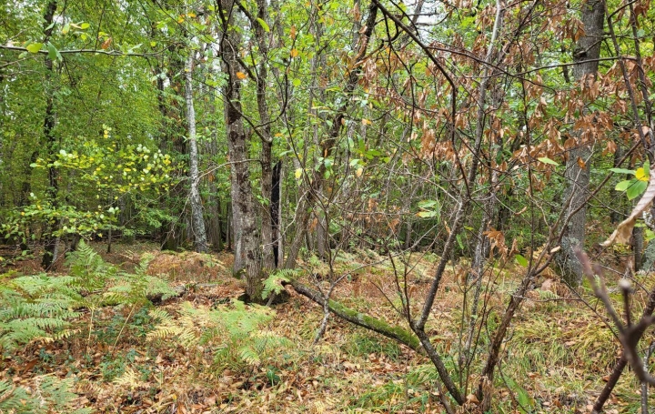 NL IMMOBILIER - UN VIAGER : Ground | CRANS (01320) | 0 m2 | 34 000 € 