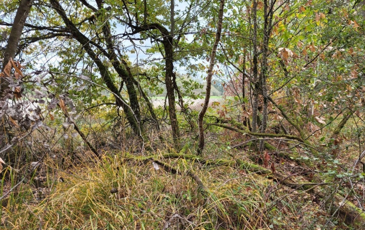 NL IMMOBILIER - UN VIAGER : Ground | CRANS (01320) | 0 m2 | 34 000 € 