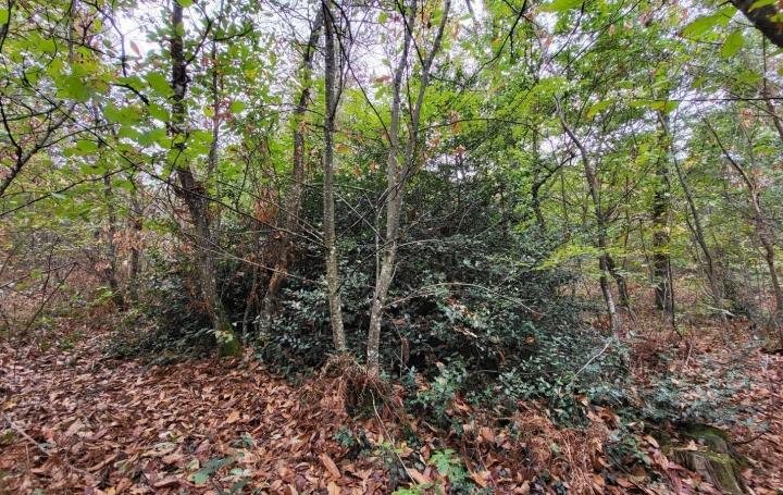 NL IMMOBILIER - UN VIAGER : Ground | CRANS (01320) | 0 m2 | 34 000 € 